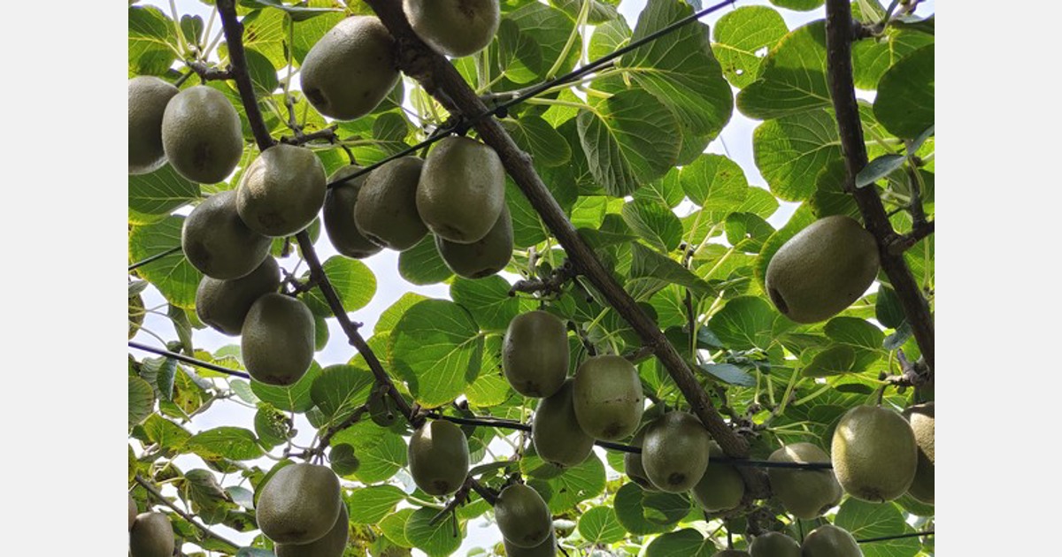 fruta venenosa de una pieza