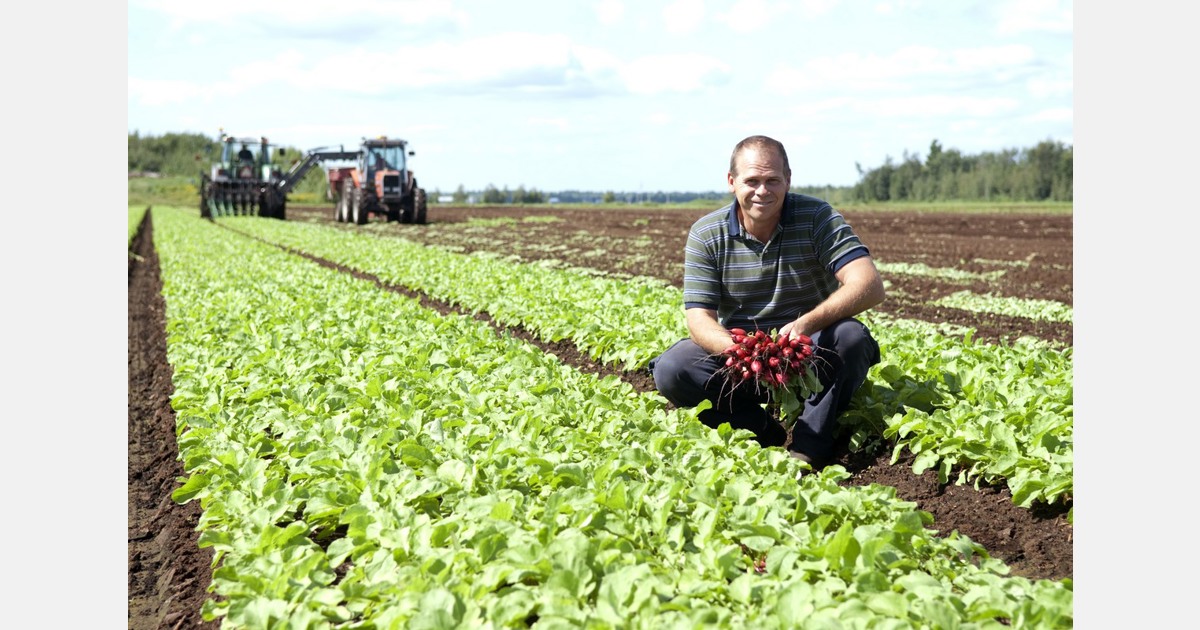 Demand for radishes will increase as Canada Day and the Fourth of July approach