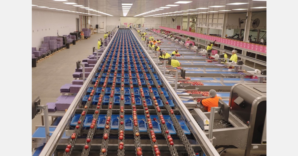 Technology replaces Apple sorting with accurate defect detection