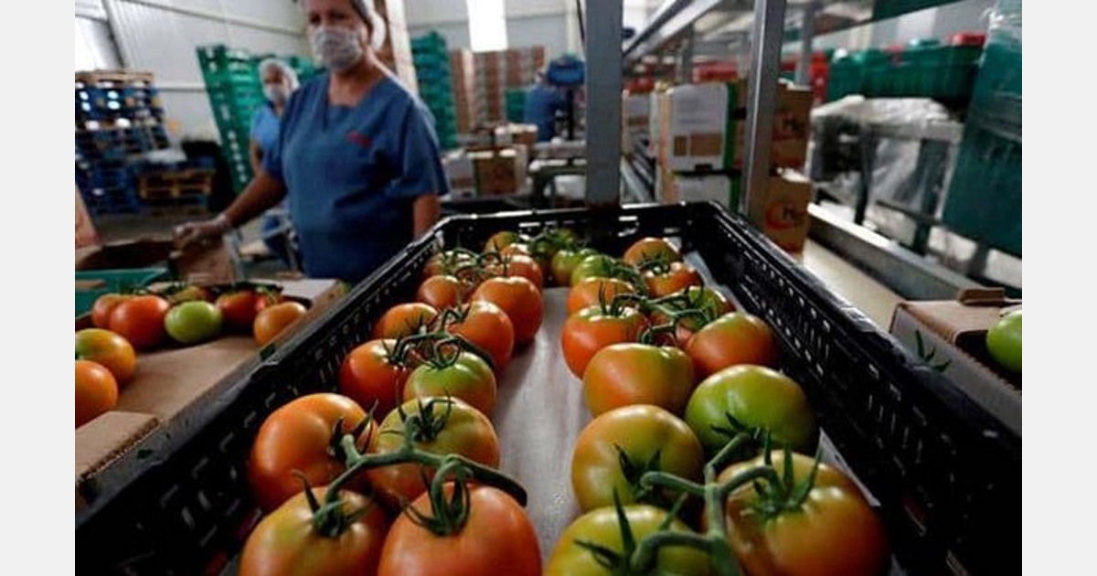 Proyecto De Exportacion De Tomate A Estados Unidos