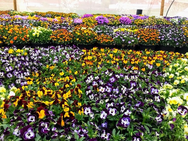 Tenemos la línea de flores comestibles deshidratadas más grande del mundo”