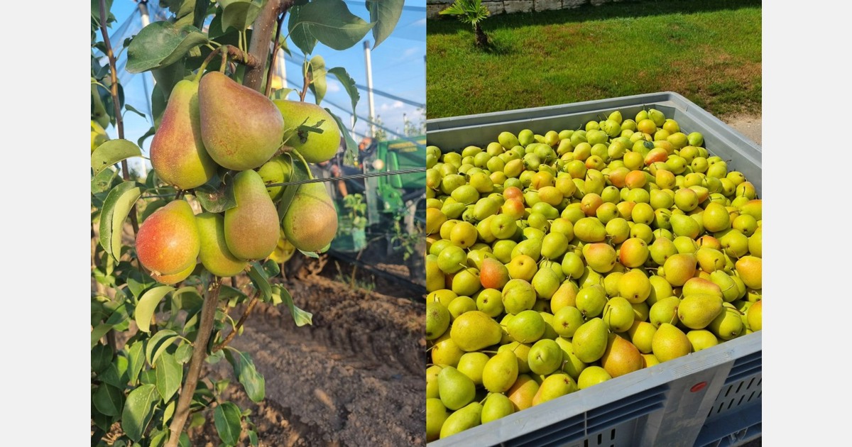 La domanda di peri Eden in Italia è superiore alle aspettative