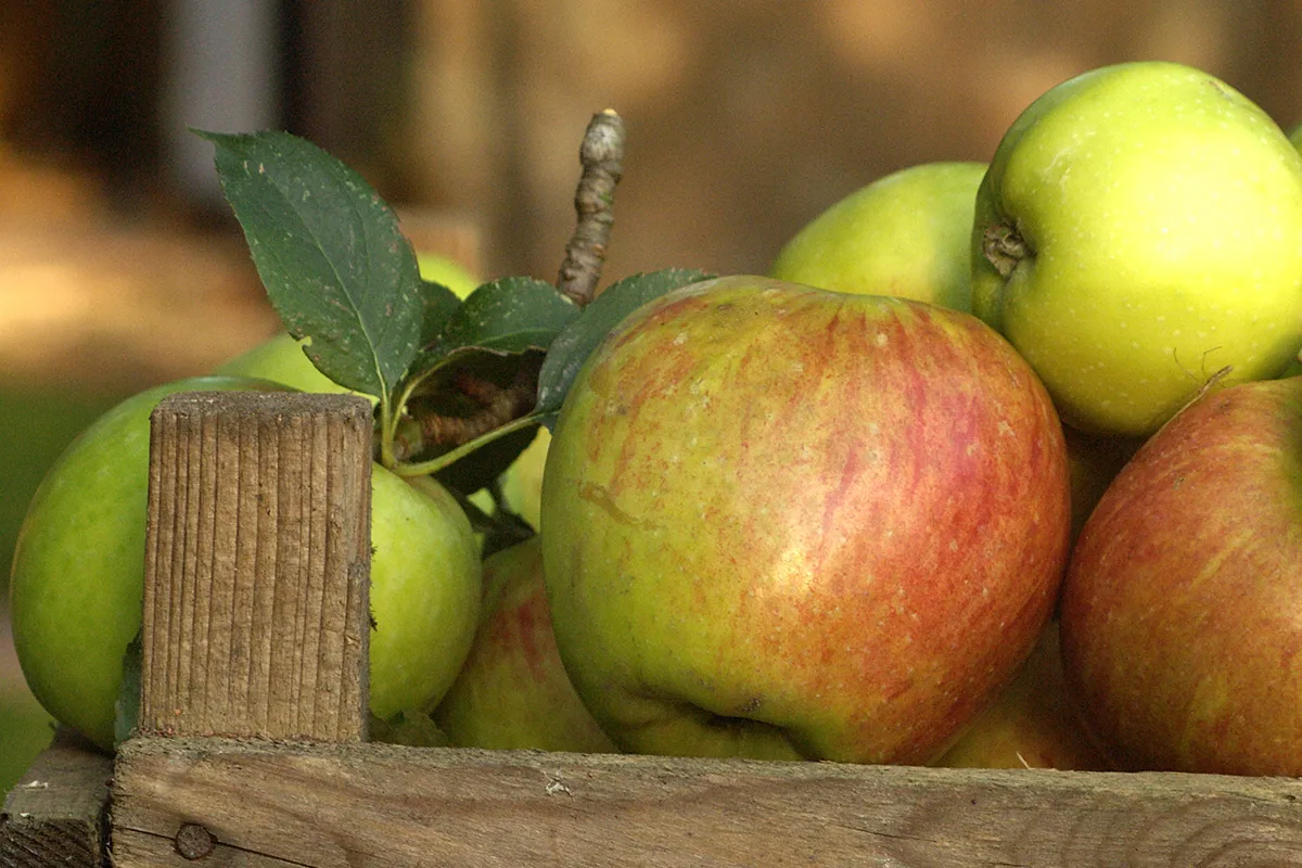 El encuentro europeo del sector de la manzana y la pera se celebra este ...