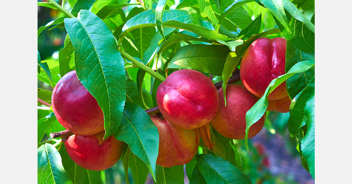 Arranca la campaña de fruta dulce en Aragón marcada por la incertidumbre – FreshPlaza